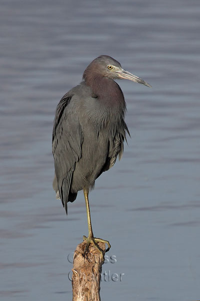 Little Blue Heron © Russ Chantler